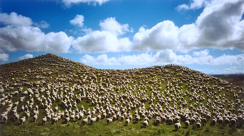 [Image: sheep.jpg]